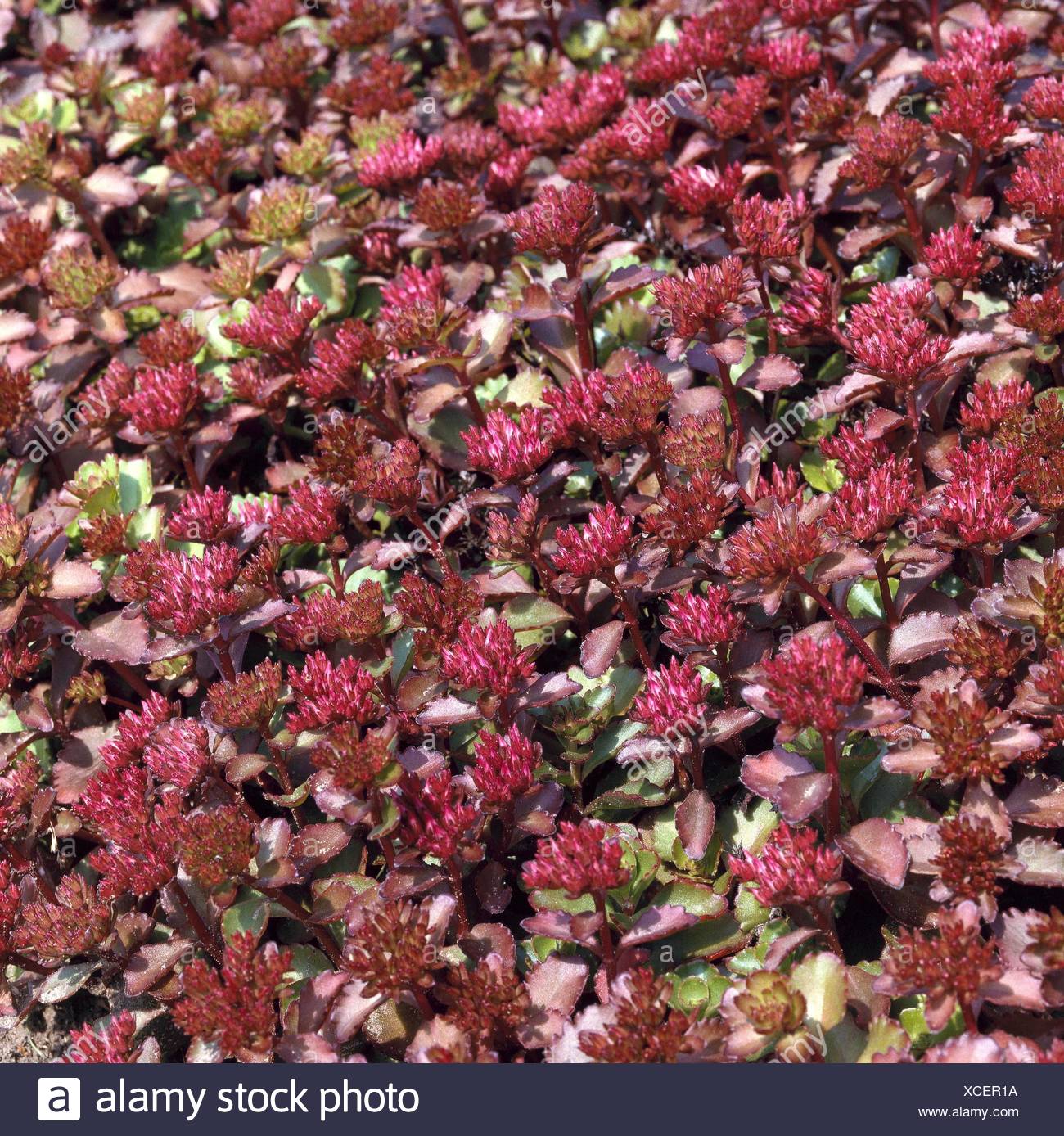 Sedum Spurium High Resolution Stock Photography and Images Alamy